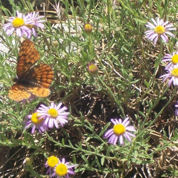 Meet your Posher, Kelly - Picture 1 of 4